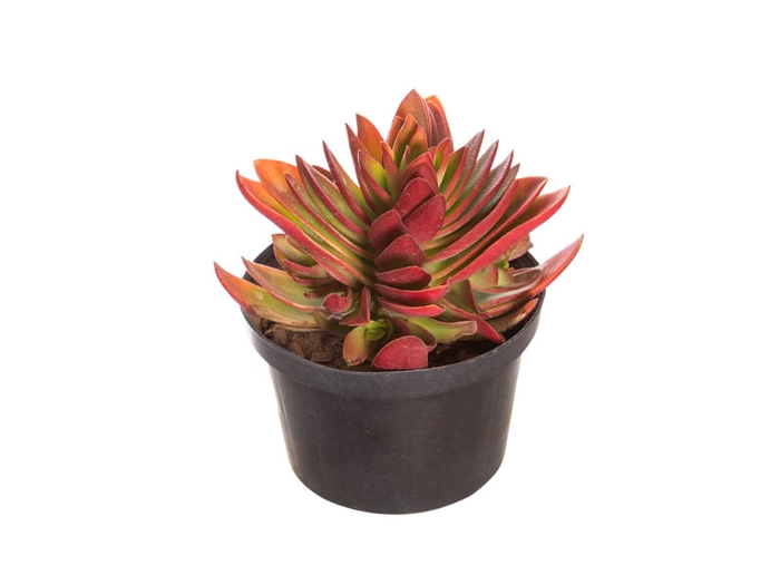 SUCULENTAS CRASSULA CAPITELLA CAMPFIRE P11