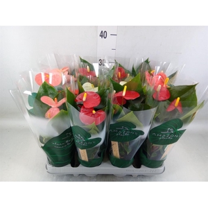 Anthurium   ...mix 4