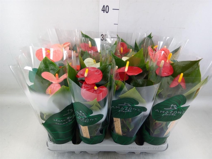 <h4>Anthurium ...mix 4</h4>