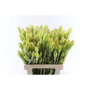 Leucad Procerum Spray