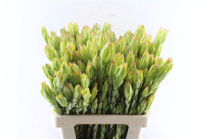 <h4>Leucad Procerum Spray</h4>