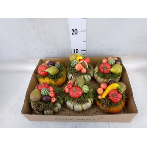 Cucurbita
