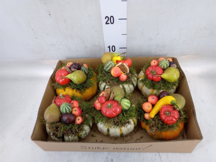 <h4>Cucurbita</h4>