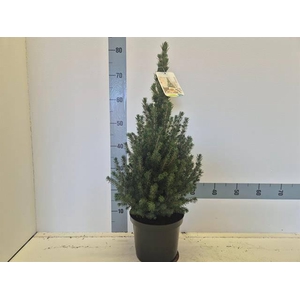 PICEA GL CONICA