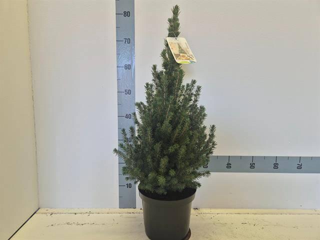 <h4>PICEA GL CONICA</h4>