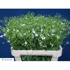 SAPONARIA OV