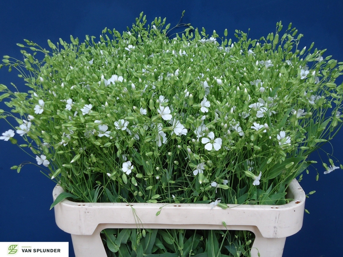 <h4>SAPONARIA OV</h4>