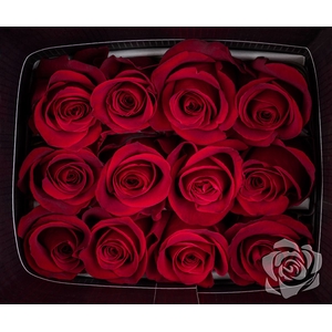 Rosa Gr Freedom 70cm**promo**