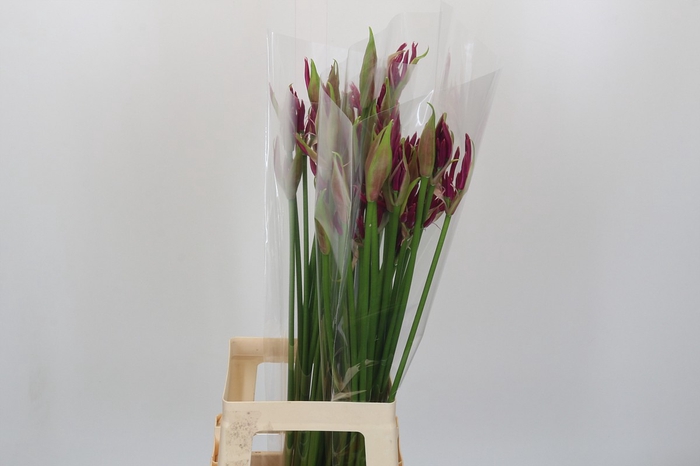 <h4>Nerine Mister Nick</h4>