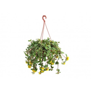 LYSIMACHIA C21