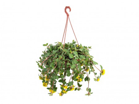 <h4>LYSIMACHIA C21</h4>