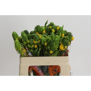 Ornithogalum Dubium Yellow Asa