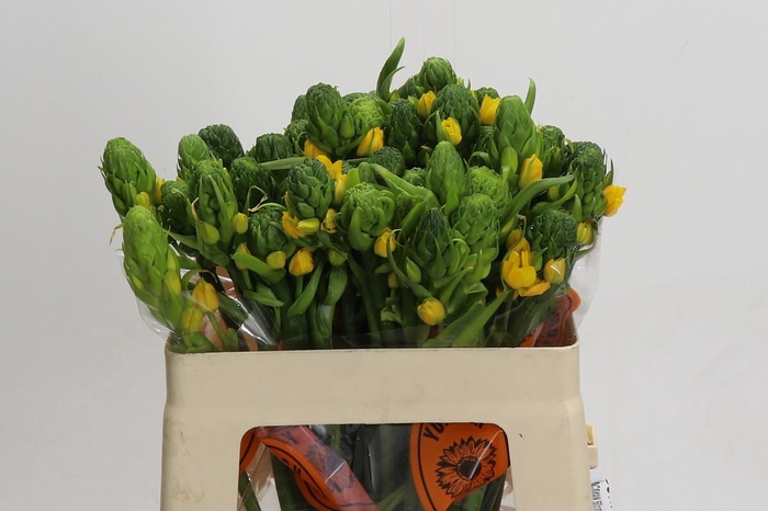 <h4>Ornithogalum Dubium Yellow Asa</h4>