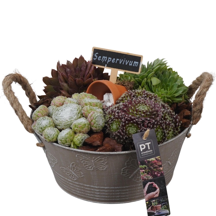 <h4>PTS7302 Arrangement Sempervivum in metalen pot</h4>
