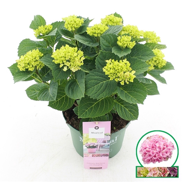 <h4>Hydrangea macr. Magical® 'Revolution'® Roze C5 (23cm.) Kn.</h4>