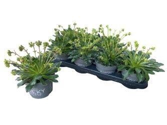 Lewi Rocky Color Gem