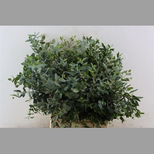 Euca Parvifolia Short 150gr P Bunch S A