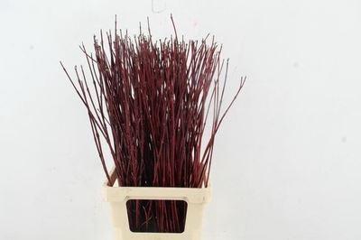<h4>Cornus alba 'Sibirica'</h4>