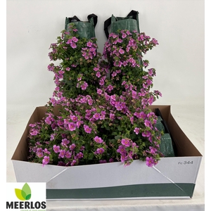 BACOPA OV