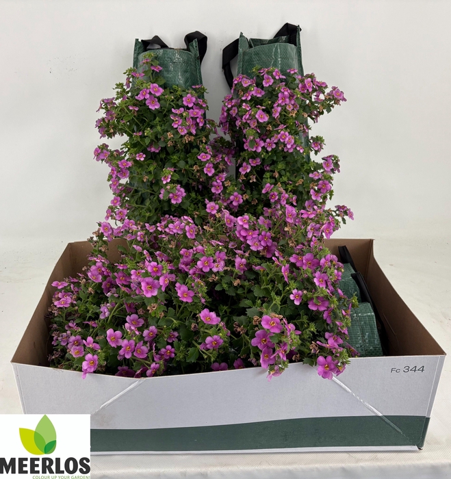 <h4>BACOPA OV</h4>