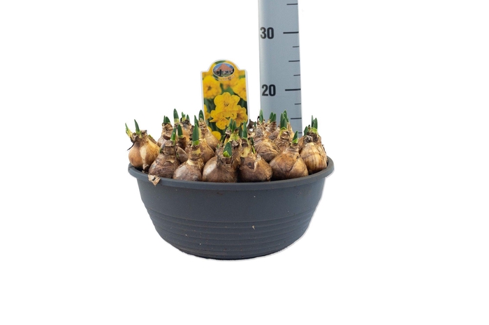 <h4>Narcissus Yellow Parrot</h4>