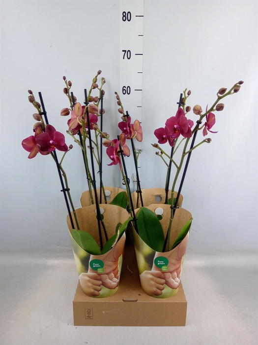 <h4>Phalaenopsis   ...red</h4>