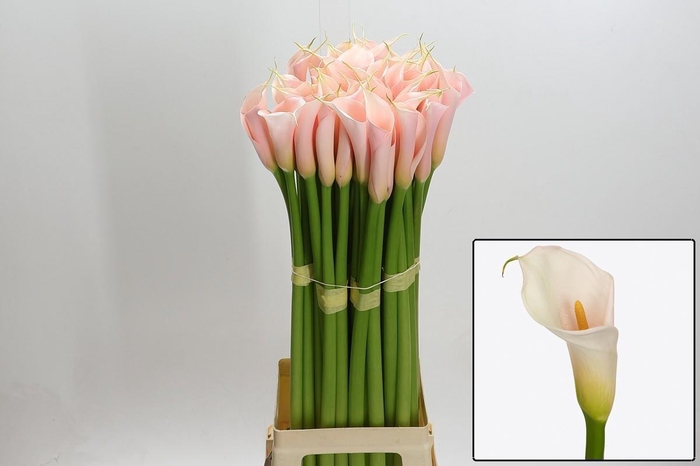 <h4>ZANT AE EYD SALMON</h4>