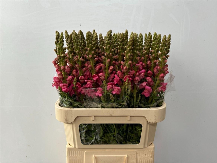 <h4>Antir Avignon Cherry Rose</h4>