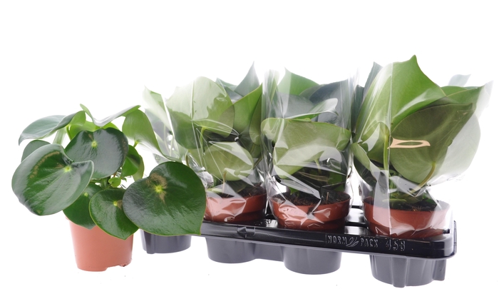 <h4>PEP POLYBOT RAINDROP</h4>