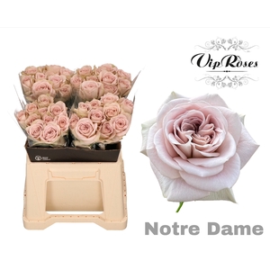 R GR NOTRE DAME+ x40