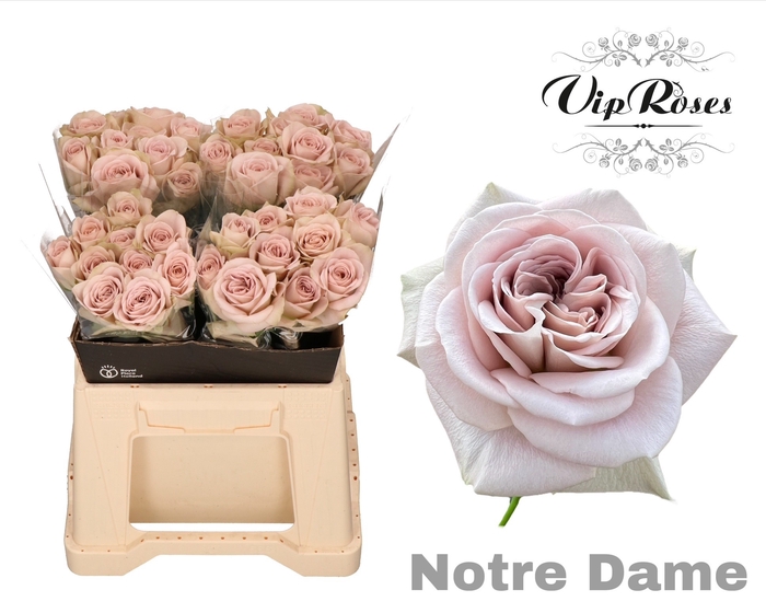 <h4>R GR NOTRE DAME+ x40</h4>
