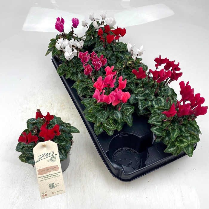 <h4>CYCL MD GARDEN</h4>