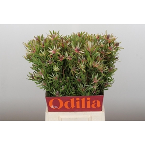 LEUCAD AYOBA ST PEAR