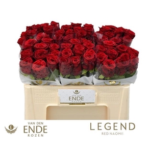 Rosa large red naomi!