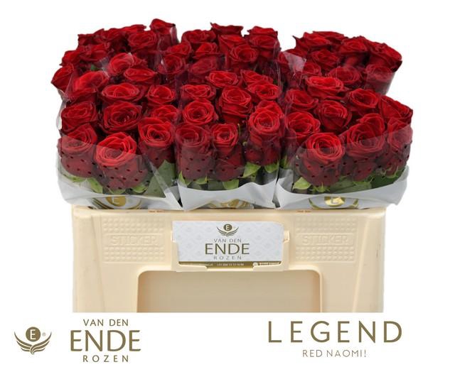 <h4>Rosa large red naomi!</h4>