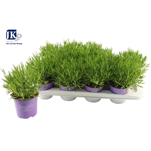 Lavandula Essence Purple