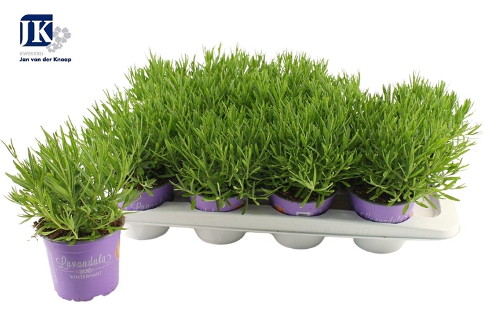 <h4>Lavandula White Fragrance</h4>