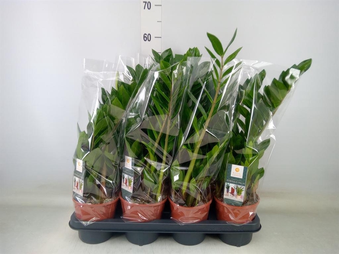 <h4>Zamioculcas zamiifolia</h4>