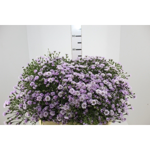 ASTER PLUS 070 CM MIN 20 GRAMAS LILAS
