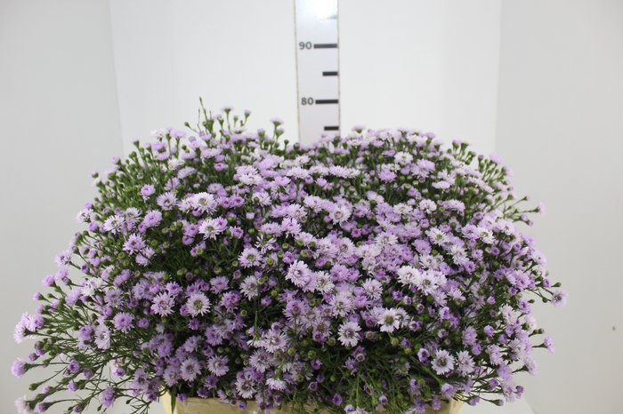 ASTER PLUS 070 CM MIN 20 GRAMAS LILAS