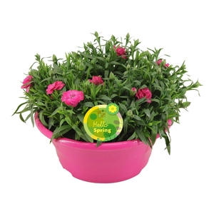 Hello Spring Dianthus Oscar in Schaal Roze
