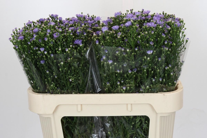 <h4>Aster Cassandra</h4>