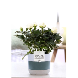 Rosa white in P&PURE Lauren ceramics