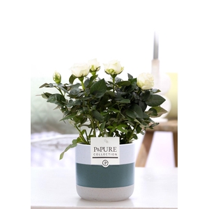 Rosa white in P&PURE Lauren ceramics