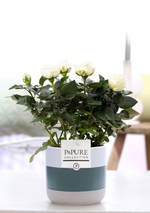 <h4>Rosa white in P&PURE Lauren ceramics</h4>