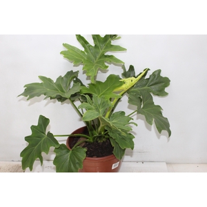 PHILODENDRON BIPINNATIFIDUM P24