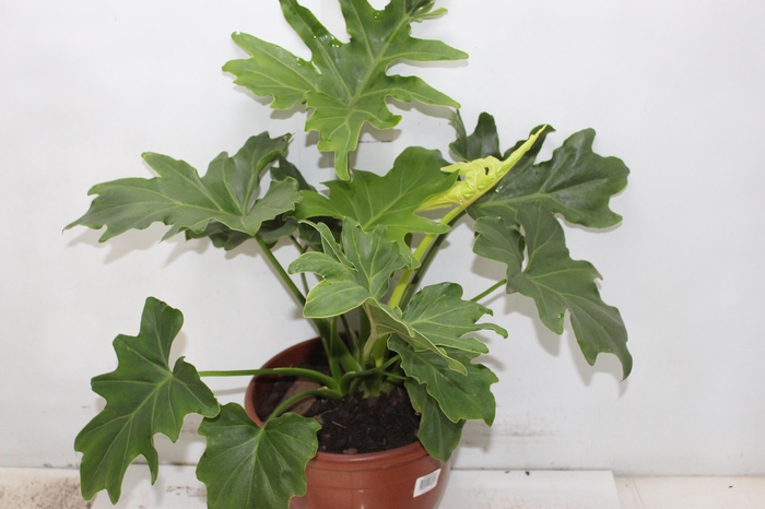 <h4>PHILODENDRON BIPINNATIFIDUM P24</h4>