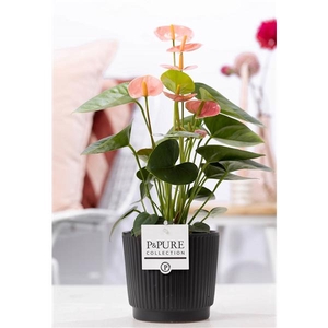 Anthurium pink (Spirit) in P&PURE Liv ceramics matt black