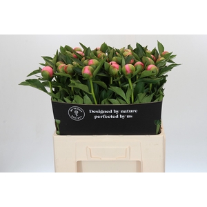 Paeonia Etched Salmon