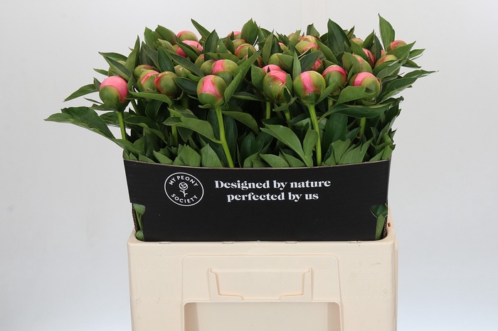 Paeonia Etched Salmon